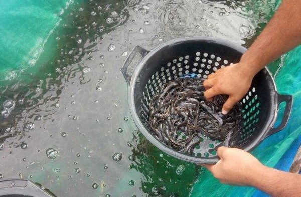 Daging kambing di Kerajaan, Pakpak Bharat