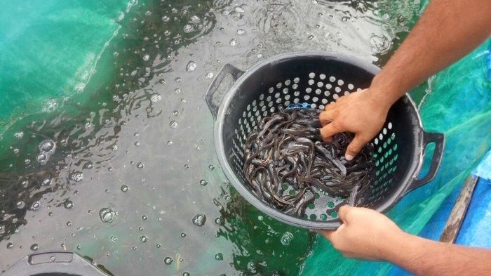 Daging kambing di Kerajaan, Pakpak Bharat