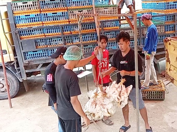 Penyuluhan dan pelatihan budidaya ayam ras petelur di desa siong ... Budidaya ayam di Panti, Kabupaten Pasaman