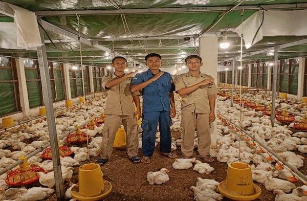 Melihat Budi Daya Ayam Petelur di Aceh