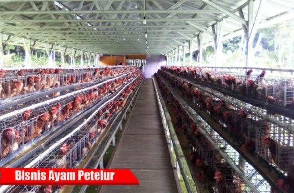 Peternakan ayam petelur terdekat di Galur, Kulon Progo