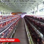 Ternak ayam petelur di Labuan Amas Selatan, Hulu Sungai Tengah