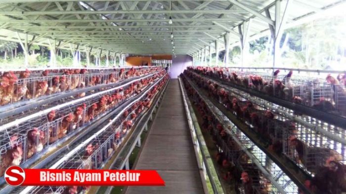 Bisnis Ayam Petelur dari persiapan hingga panen | Sejarah Negara Com Ternak ayam petelur di Labuan Amas Selatan, Hulu Sungai Tengah