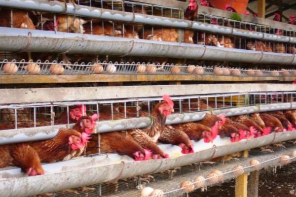 Ternak ayam petelur di Boawae, Nagekeo