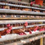 Ternak ayam petelur di Blambangan Umpu, Way Kanan