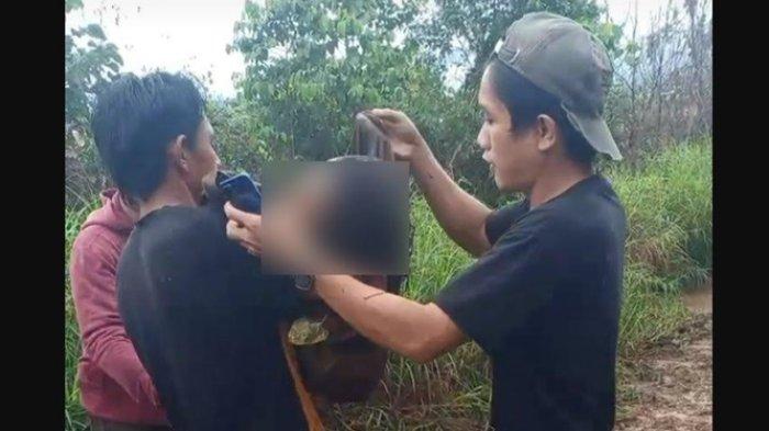 Daun penggemuk ayam di Bahodopi, Morowali