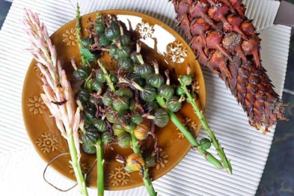 Daun penggemuk ayam di Suli, Luwu