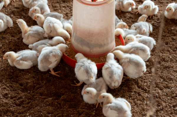 Warga Kampung Agung Ditemukan Tewas Di Perkebunan Adiluwih - MediaKompeten