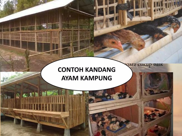 Budidaya Ayam Kampung: Potensi dan Prospek Bagus Yang Cocok Untuk Bisnis Budidaya Ayam Kampung: Potensi dan Prospek Bagus Yang Cocok Untuk Bisnis