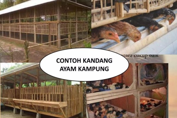 Bahan Alami untuk Budi daya Ayam Kampung - Trubus