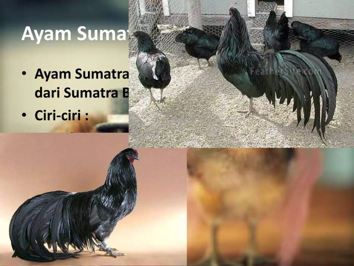 TEKNIK BUDIDAYA AYAM KAMPUNG Budidaya ayam di Bumi Nabung, Lampung Tengah