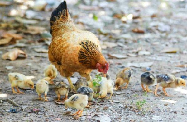 Jembatan Tanjung Padang Panjang Sudah Bisa Dilalui Kendaraan Roda Empat ...