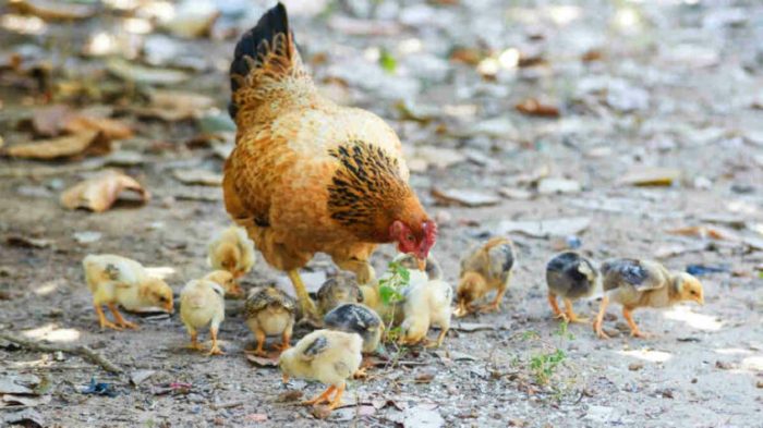 Panduan Budidaya Ayam Kampung, Usaha Ternak yang Janjikan Keuntungan Panduan Budidaya Ayam Kampung, Usaha Ternak yang Janjikan Keuntungan