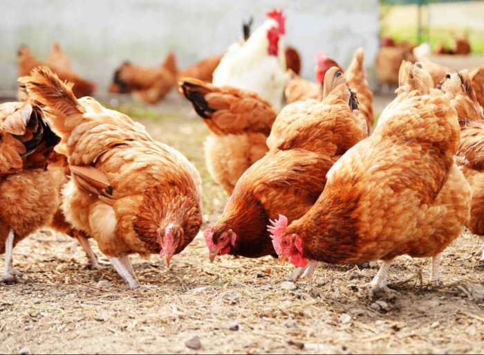 Program Mandiri Daging dan Telur Bisa Jadi Peluang Peternak Ayam NTB ...