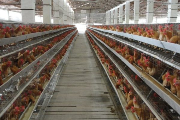 Ternak ayam petelur di Amuma, Kab. Yahukimo