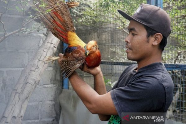 Budidaya ayam pheasant Yogyakarta - ANTARA News
