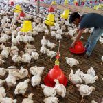 Peternakan ayam Lonuo layani kebutuhan DOC ratusan kelompok - ANTARA ...