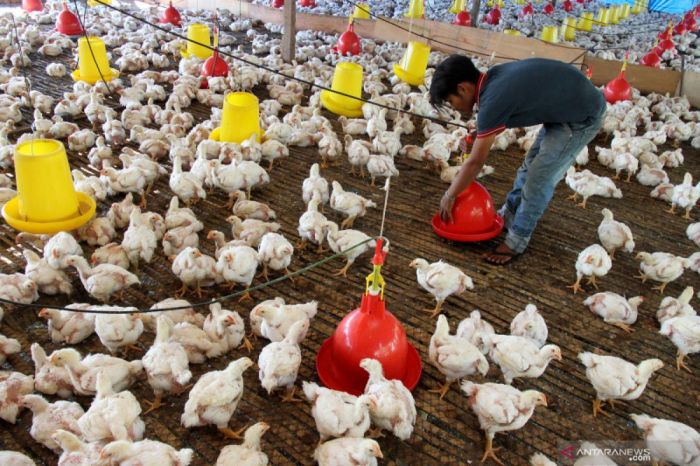 8 Cara Beternak Ayam Kampung dengan Modal Kecil, Hasil Menguntungkan ... 8 Cara Beternak Ayam Kampung dengan Modal Kecil, Hasil Menguntungkan ...