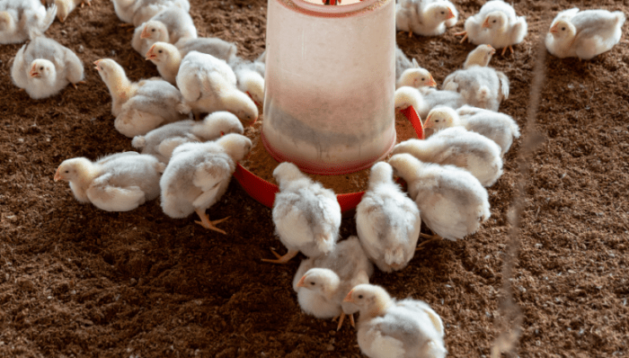 Warga Kampung Agung Ditemukan Tewas Di Perkebunan Adiluwih - MediaKompeten