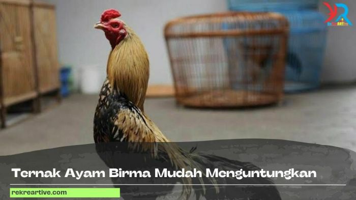 Ternak Ayam Birma Mudah Menguntungkan - rekreartive Ternak Ayam Birma Mudah Menguntungkan - rekreartive