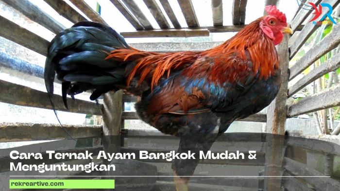 Cara Ternak Ayam Bangkok Rumahan Yang Datangkan Keuntungan Besar Ayam Ternak di Batahan, Mandailing Natal