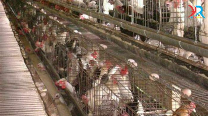 Panduan Ternak Ayam Arab Skala Kecil Hasil Menguntungkan - rekreartive