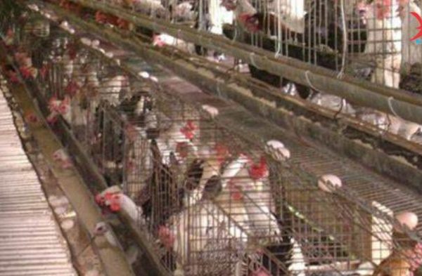 Budidaya ternak ayam di Ngampel, Kendal