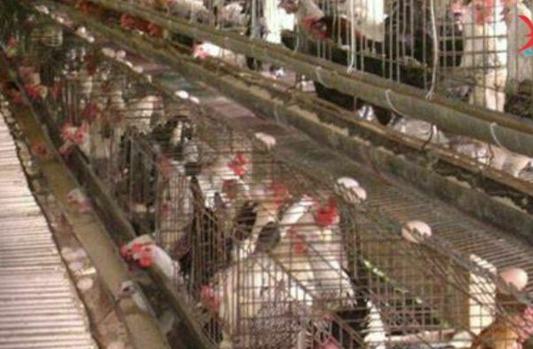 Tips Menjalankan Bisnis Peternakan Ayam Dengan Accurate