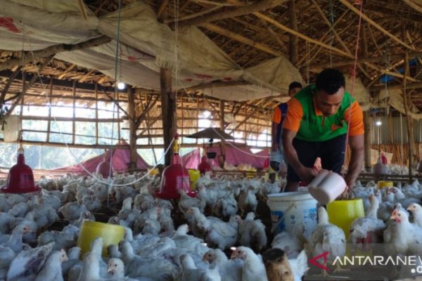 Daun penggemuk ayam di Atambua Barat, Belu