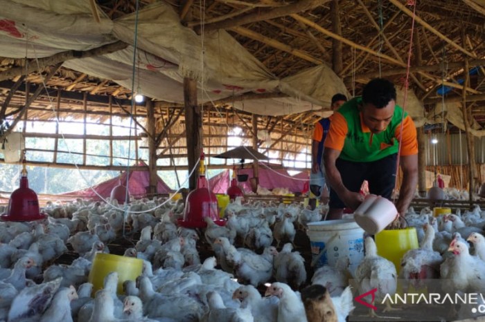 Daun penggemuk ayam di Atambua Barat, Belu