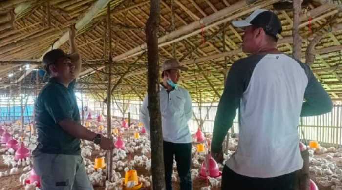 Budidaya ternak ayam di Tangen, Sragen