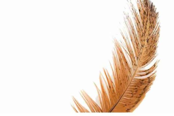 Daun penggemuk ayam di Ujung Bulu, Bulukumba