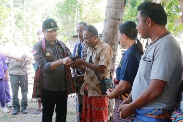 Ternak ayam petelur di Kakuluk Mesak, Belu