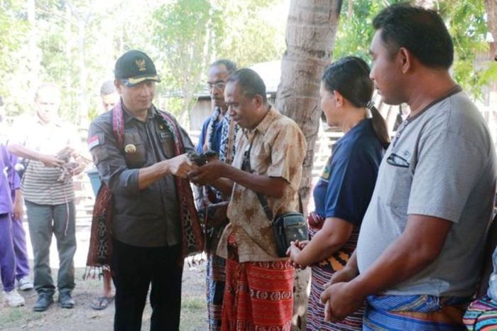 Pengen ternak ayam petelur tapi masih ragu ? simak divideo yaa atau ... Ternak ayam petelur di Kakuluk Mesak, Belu