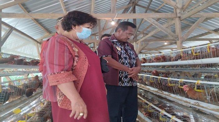 Bupati dan Wabup Rote Ndao Monitoring Ternak Ayam Petelur BUMDesma ...