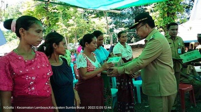 UPT Balai Pembibitan Ternak Distan Kembangkan Usaha Ternak Ayam Ras ... Ternak ayam petelur di Laboya Barat, Sumba Barat