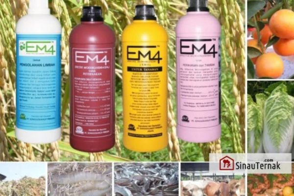 Em4 peternakan ayam di Pelayangan, Kota Jambi