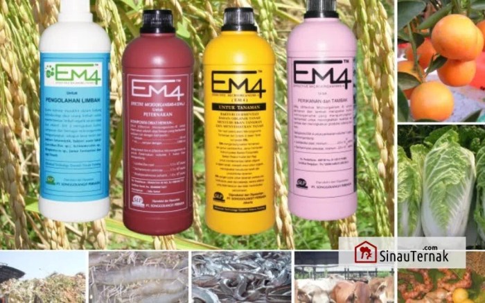 REVIEW KEGUNAAN EM4 / PERBEDAAN EM4 / JENIS JENIS EM4 PERTANIAN ... Em4 peternakan ayam di Pasar Jambi, Kota Jambi