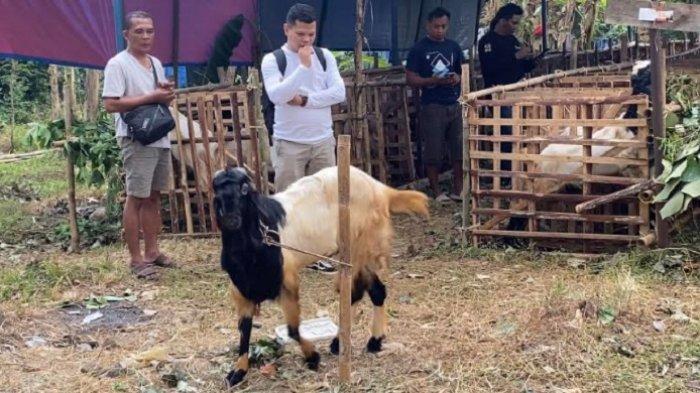Daging kambing di Ungaran Barat, Semarang