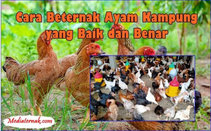 Cara Ternak Ayam Kampung yang Mudah, Bisa Diterapkan di Rumah - Hot ... Ternak ayam kampung di Batu Mandi, Balangan