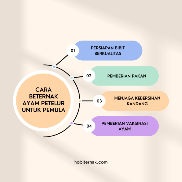 Ringkasan Cara Beternak Ayam Petelur untuk Pemula - HOBI TERNAK Ringkasan Cara Beternak Ayam Petelur untuk Pemula - HOBI TERNAK
