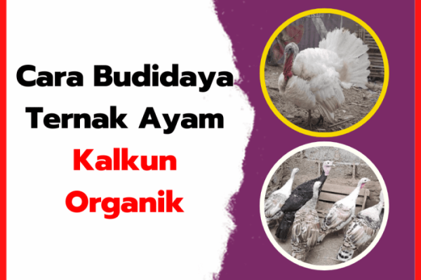 Budidaya ternak ayam di Jogonalan, Klaten