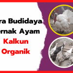 Cara Budidaya Ternak Ayam Kalkun Organik