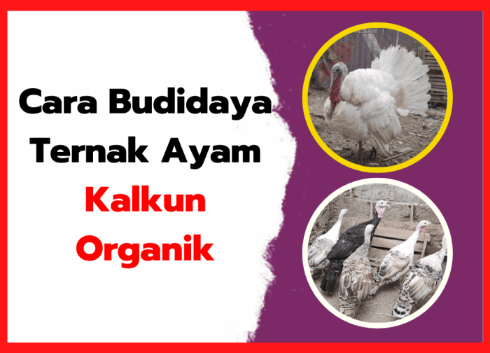 Cara Budidaya Ternak Ayam Kalkun Organik Budidaya ternak ayam di Karangpucung, Cilacap