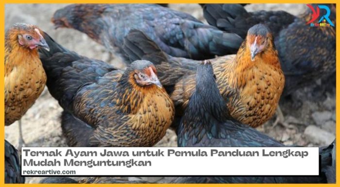 Ayam ternak di Donorojo, Jepara
