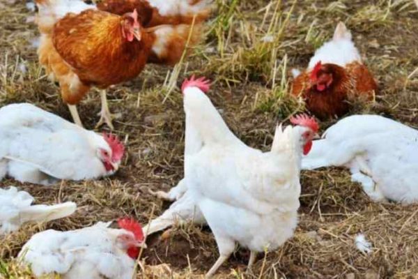 Ternak ayam petelur di Bogabaida, Kab. Paniai