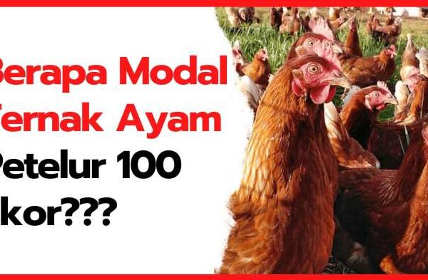 Ternak ayam petelur di Bahodopi, Morowali