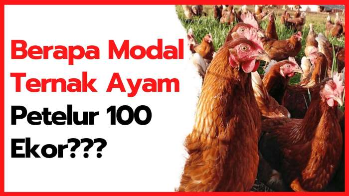 Menentukan Modal Ternak Ayam Petelur 100 ekor Ternak ayam petelur di Bahodopi, Morowali