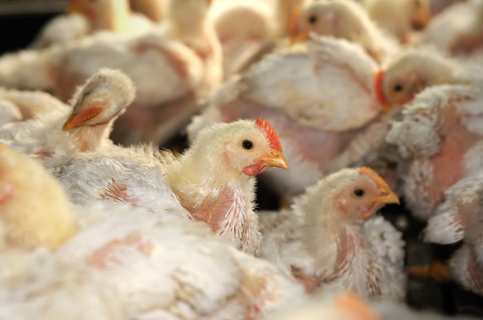 Panduan Lengkap Cara Beternak Ayam Petelur Untuk Pemula