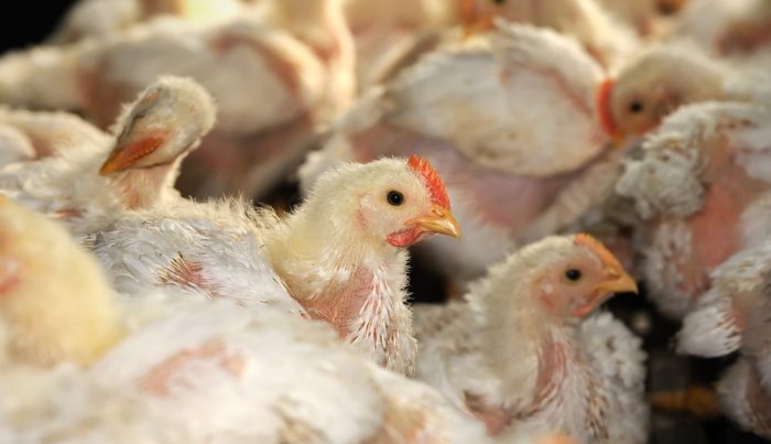 Ternak ayam petelur di Ilaga Utara, Kab. Puncak